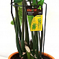 Опора для растений ТМ "ORANGERIE" тип P (зеленый цвет, высота 600 мм, кольцо 180 мм, диаметр проволки 4 мм) цена