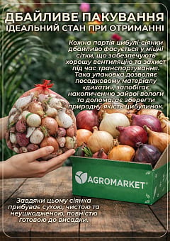 Голландська цибуля-сіянка 0.5кг (арбажейка) ранній, жовтий "Вулкан"20