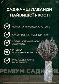 Ексклюзив! Лаванда насичено-яскравого фіолетового кольору "Матильда" (Matilda) (преміальний, вічнозелений, морозостійкий сорт)9
