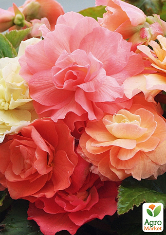 Бегония ароматная "Parfum Pastel Pink" 