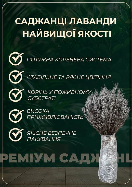 Эксклюзив! Лаванда насыщенно-яркого фиолетового цвета "Матильда" (Matilda) (премиальный, вечнозеленый, морозостойкий сорт) - фото 2