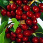 Черешня колоновидная "Сильвия" Эксклюзив