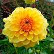 Жоржина "Golden Scepter"