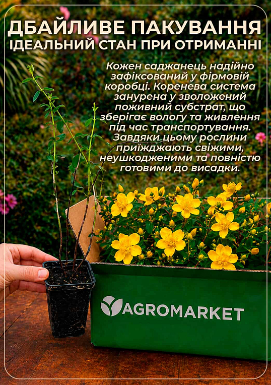 Звіробій чашечковидний (Hypericum calycinum) - фото 4