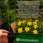 Звіробій чашечковидний (Hypericum calycinum)