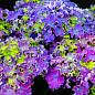 Гортензія крупнолиста кучерява "Curly Sparkle Blue Purple"
