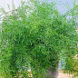 Аспарагус (Asparagus Densiflorus)
