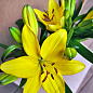 Лилия комнатная цветущая "Tiny Ranger" высота 40-45см