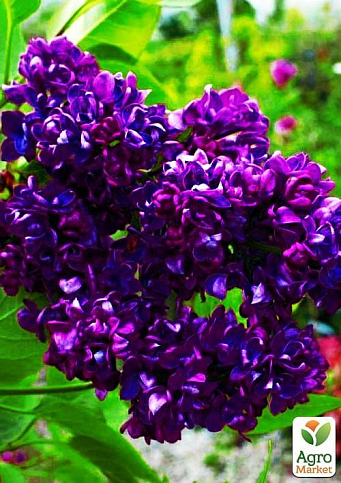 Ексклюзив! Бузок насичено темно-фіолетового забарвлення "Хвиля натхнення" (Wave of inspiration) (преміальний, посухостійкий, невимогливий сорт)