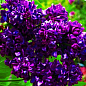 Ексклюзив! Бузок насичено темно-фіолетового забарвлення "Хвиля натхнення" (Wave of inspiration) (преміальний, посухостійкий, невимогливий сорт)