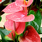 Антуриум (Anthurium) "Shell Coral" высота 20-30см
