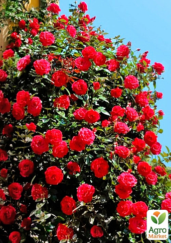 Троянда плетиста "Бельканто" (саджанець класу АА+) вищий сорт  - фото 4
