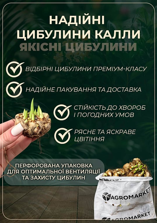 Калла "Picasso" 1шт в упаковке - фото 3