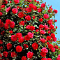 Роза плетистая "Бельканто" (саженец класса АА+) высший сорт