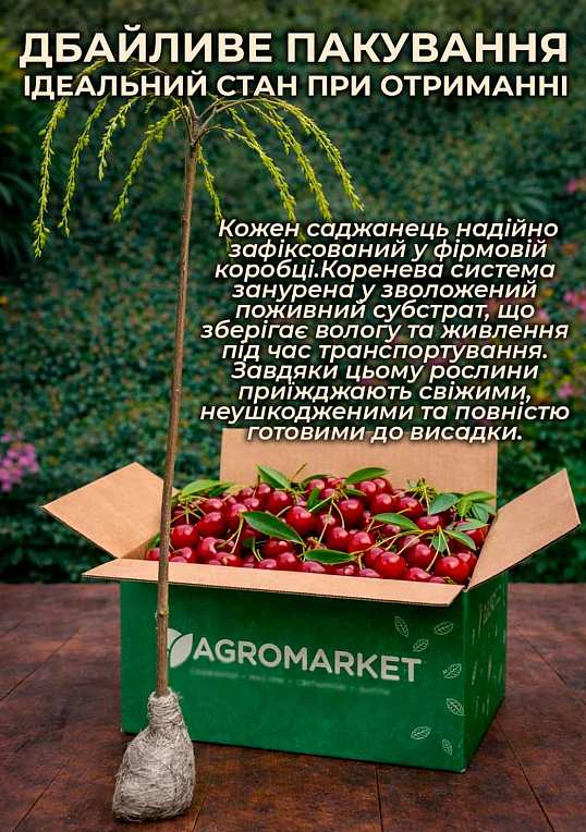 Вишня плакуча на штамбі (вік від 2х років, висота 100-150см) - фото 3