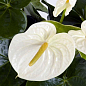 Антуриум "Белый чемпион" (Anthurium White Champion) дм 14 см выс. 55 см
