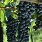 Виноград "Дорнфельдер" (винний сорт з тонким ароматом фруктів)