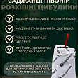Півонія трав'яниста "Avalanche" 1шт в упаковці купить