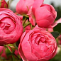 Роза флорибунда (Kordes) "Pomponella"  (саженец класса АА+) высший сорт