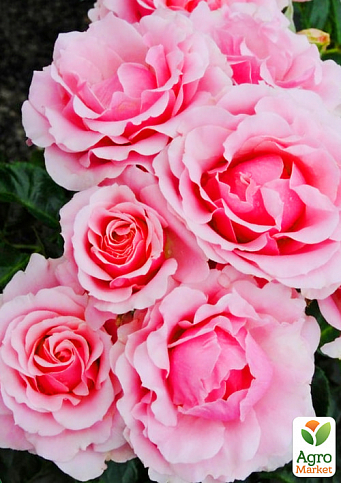 Ексклюзив! Троянда флорибунда ніжно-рожева "Розкішна" (Luxurious) (преміальний ідеальний сорт)