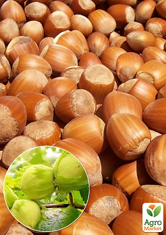 Фундук "Аурея" (средний срок созревания, перекрёстное опыление, садить по 2 шт) 