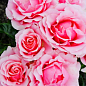 Ексклюзив! Троянда флорибунда ніжно-рожева "Розкішна" (Luxurious) (преміальний ідеальний сорт)