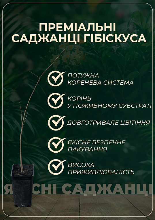 Гібіскус трав'яний махровий рожевий "Серце Матері"