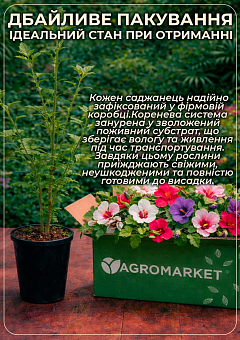Гибискус сирийский "Ardens" С3, высота 20-40 см9