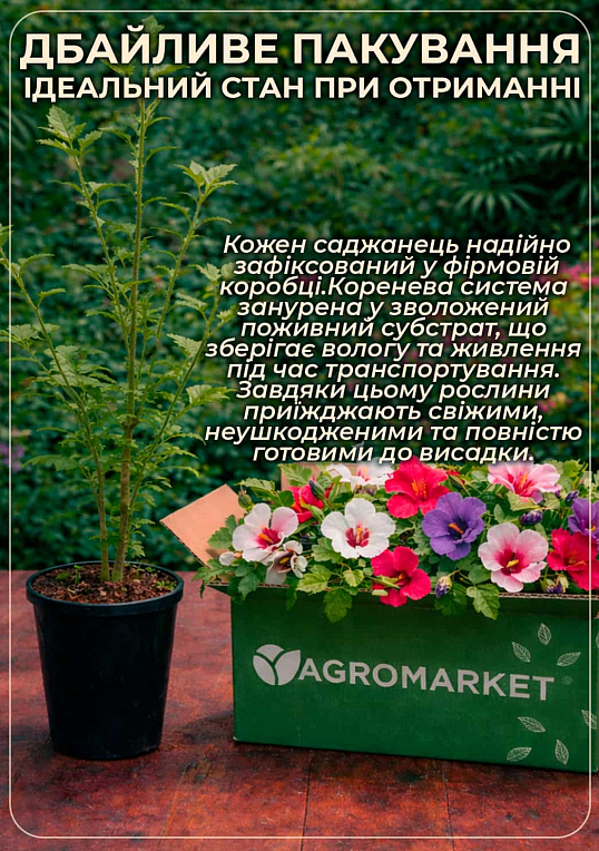 Гібіскус сирійський "Ardens" С3, висота 20-40 см