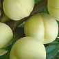 Персик білий «Айс Піч» (великоплідний, дуже смачний сорт)
