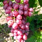 Виноград "Аллегро" (кишмиш раннего срока созревания)