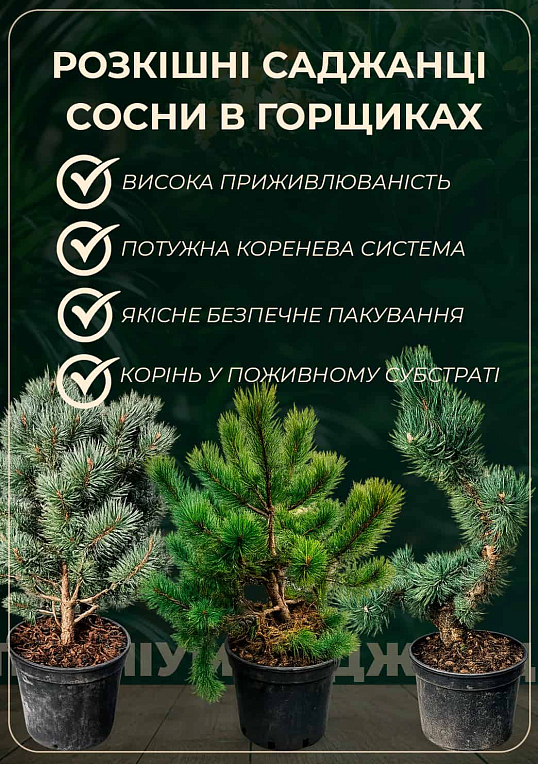Сосна обычная "Globosa Viridis" С7.5, высота 45-55см