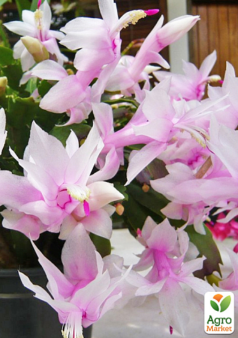 Шлюмбергера "Album" (Декабрист, різдвяник, зигокактус) - фото 6