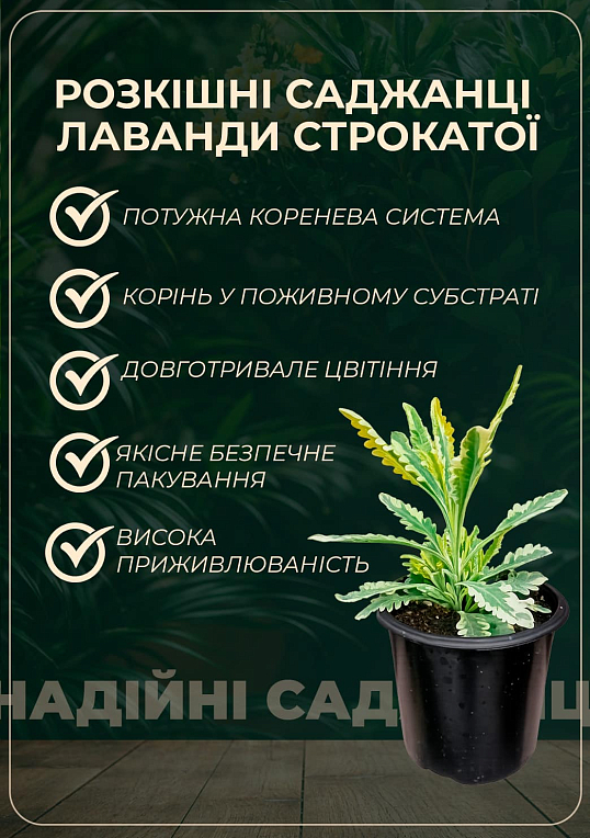 Лаванда пестролистная "Platinum Nico" (контейнер № 10, высота 10-15 см)