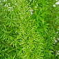 Аспарагус "Meyers" высота 25-35см
