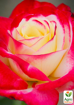 Троянда чайно-гібридна "Double Delight"2