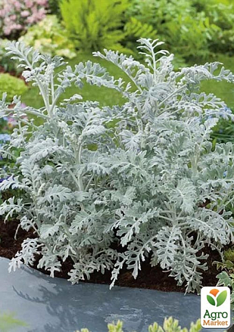 LMTD Сенецио (крестовник) "Maritima" высота растения 10-15см - фото 6