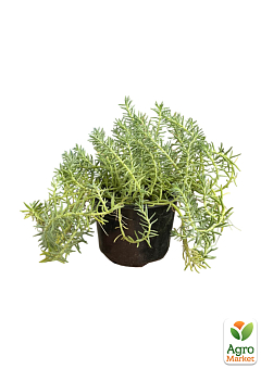 Очиток відігнутий «Blue Spruce» (Sedum reflexum)15