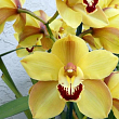Цимбидиум микс "Солнечные лучи" (Cymbidium mixed)  дм 14 см выс. 80 см