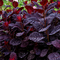 Скумпия 2-х летняя "Royal Purple" С3, высота 20-30см цена