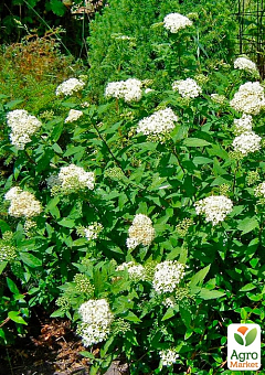 Спірея японська 2-х річна "Albiflora" вазон С2, висота 20-40см13