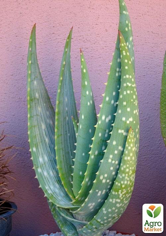 Сукулент "Алое" (Aloe Gariepense) (Нідерланди)