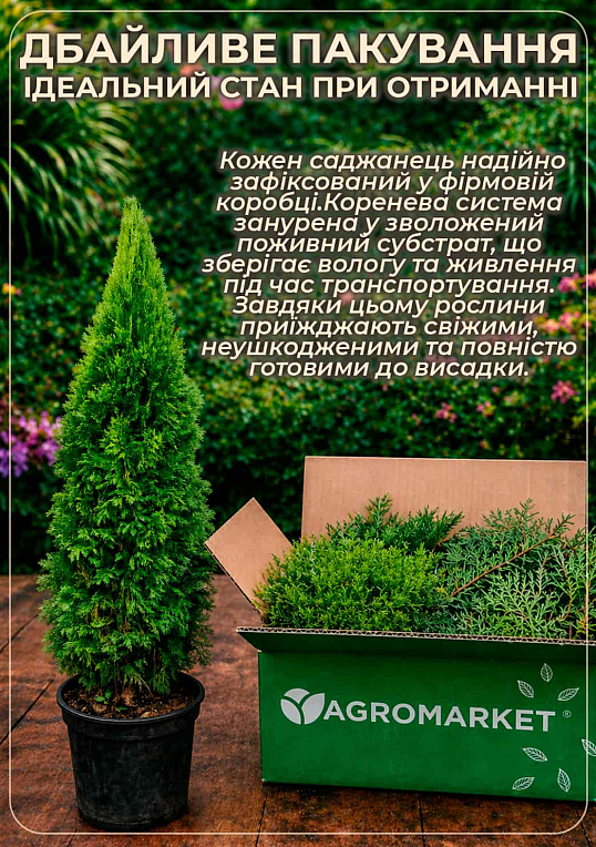 Туя західна "Mirjam", (ком/сітка) діаметр 35-40 см