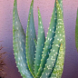 Сукулент "Алое" (Aloe Gariepense) (Нідерланди)