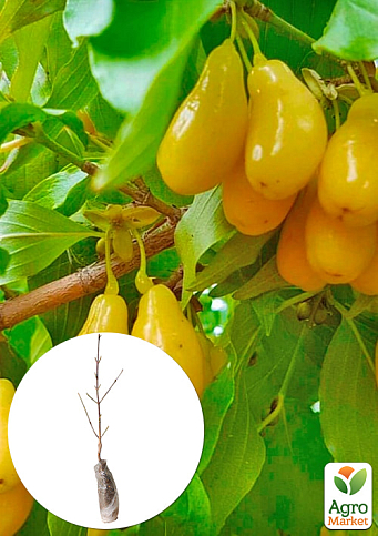 Кизил жовтий щеплений "Ніжність" саджанець 2 роки (ранній термін дозрівання, великоплідний)