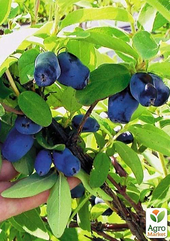 Жимолость "Гордість Кубані" (середньопізній термін дозрівання, один з лідируючих сортів) - фото 6