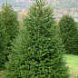 Ель 6-ти летняя европейская "Excelsa" С5, высота 80-100см