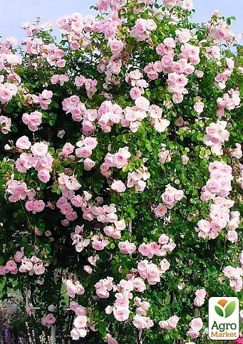 Ексклюзив! Троянда плетиста сріблясто-рожева напівмахрова "Перлина стилю" (Pearl of style) (саджанець класу АА +, преміальний витривалий сорт) - фото 3