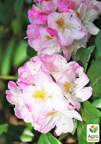Рододендрон гибридный `Brigitte` (Бриджит)