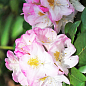 Рододендрон гибридный `Brigitte` (Бриджит)